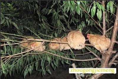 梦见上升 上树 上山 上飞机