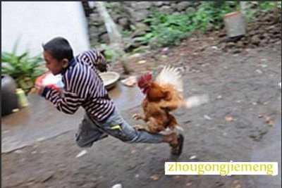 梦见被公鸡追