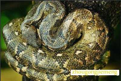 梦见大蟒蛇在树上