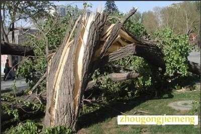 梦见大风吹大树