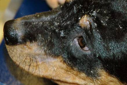 狗狗皮肤病怎么治，狗狗常见皮肤病及治疗方法